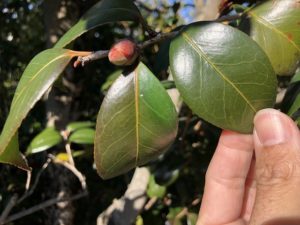 季節で変化する葉の色 冬越し 椿心 佐藤椿園 小さな苗木から古木にいたるまで様々な品種を取り扱っております