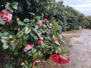 椿 岩根絞 いわねしぼり 咲いています 椿心 佐藤椿園 小さな苗木から古木にいたるまで様々な品種を取り扱っております