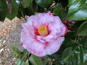 椿 岩根絞 いわねしぼり 咲いています 椿心 佐藤椿園 小さな苗木から古木にいたるまで様々な品種を取り扱っております