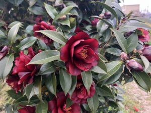 椿 黒椿 くろつばき 咲いています 椿心 佐藤椿園 小さな苗木から古木にいたるまで様々な品種を取り扱っております