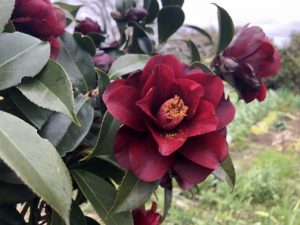 椿 黒椿－くろつばき－咲いています♪ | 椿心 佐藤椿園 小さな苗木から  