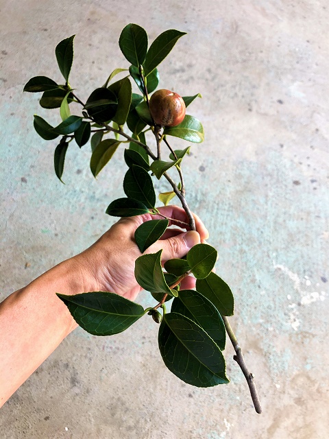 椿 実付き切り枝を期間限定で販売開始 椿心 佐藤椿園 小さな苗木から古木にいたるまで様々な品種を取り扱っております