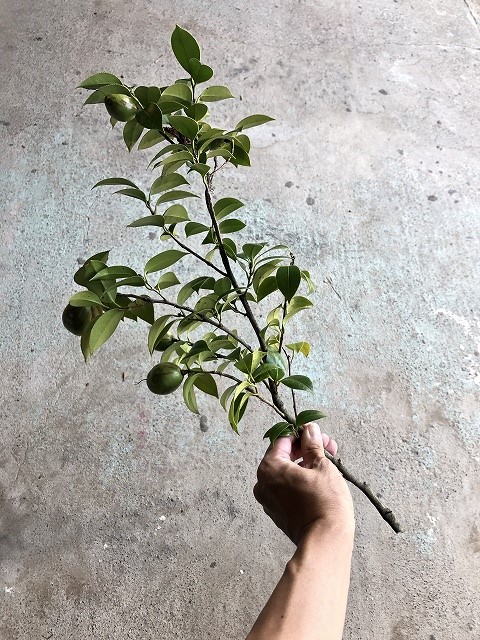 椿 実付き切り枝を期間限定で販売開始 椿心 佐藤椿園 小さな苗木から古木にいたるまで様々な品種を取り扱っております