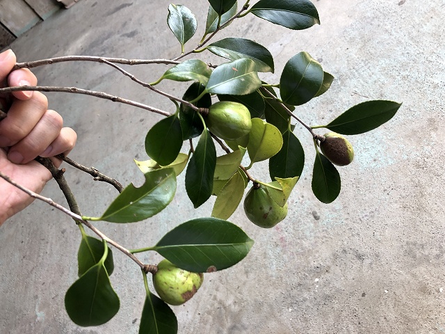 椿 実付き切り枝を期間限定で販売開始 椿心 佐藤椿園 小さな苗木から古木にいたるまで様々な品種を取り扱っております