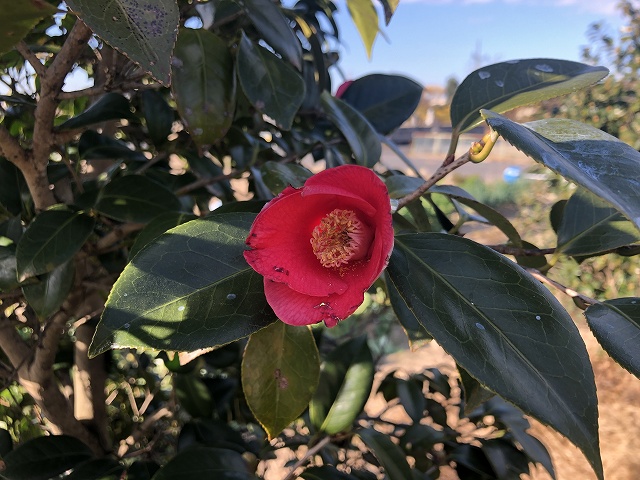 椿 赤西王母－あかせいおうぼ－早咲きの紅色つばきです♪ 椿心 佐藤椿園 小さな苗木から古木にいたるまで様々な品種を取り扱っております。
