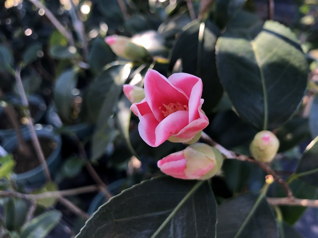 椿 湊晨侘助 そうしんわびすけ 咲き始めています 椿心 佐藤椿園 小さな苗木から古木にいたるまで様々な品種を取り扱っております