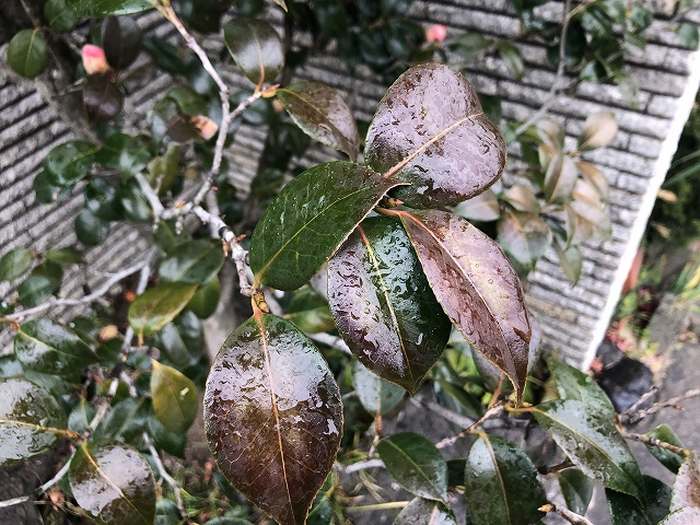 椿の葉 寒さや日焼けから自分で身を守っています 椿心 佐藤椿園 小さな苗木から古木にいたるまで様々な品種を取り扱っております