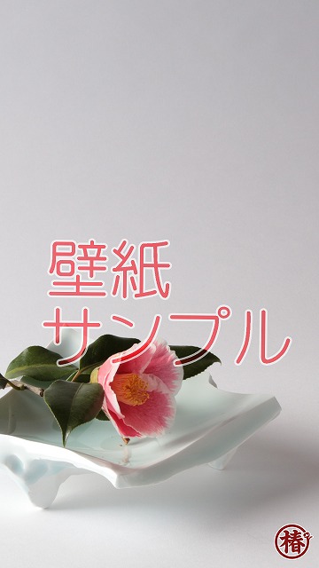 椿園 公式lineのお知らせ 椿心 佐藤椿園 小さな苗木から古木にいたるまで様々な品種を取り扱っております