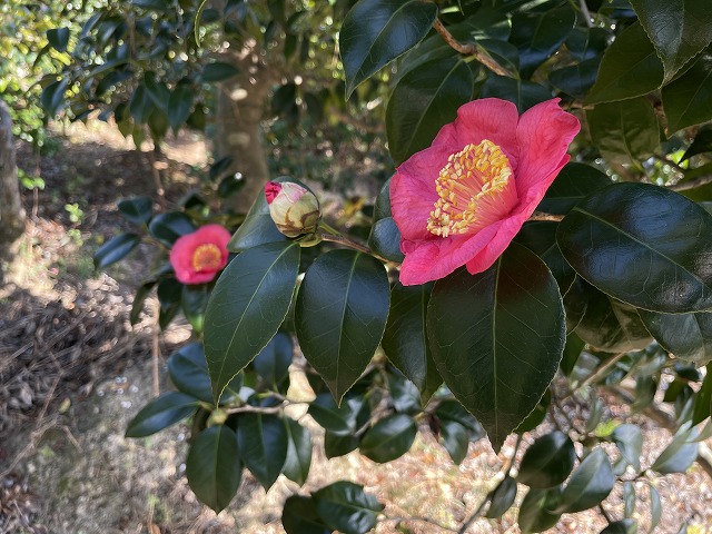 椿 紅妙蓮寺 べにみょうれんじ 生花 切り花でもお届けしています 椿心 佐藤椿園 小さな苗木から古木にいたるまで様々な品種を取り扱っております