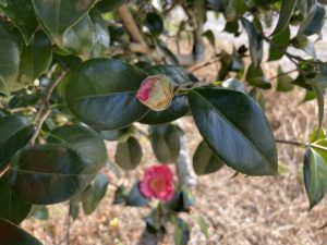椿 紅妙蓮寺 べにみょうれんじ 生花 切り花でもお届けしています 椿心 佐藤椿園 小さな苗木から古木にいたるまで様々な品種を取り扱っております