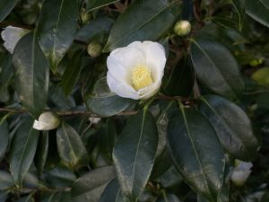 椿【白侘助・しろわびすけ】たくさんの花が咲いています♪ | 椿心 佐藤椿園 小さな苗木から古木にいたるまで様々な品種を取り扱っております。
