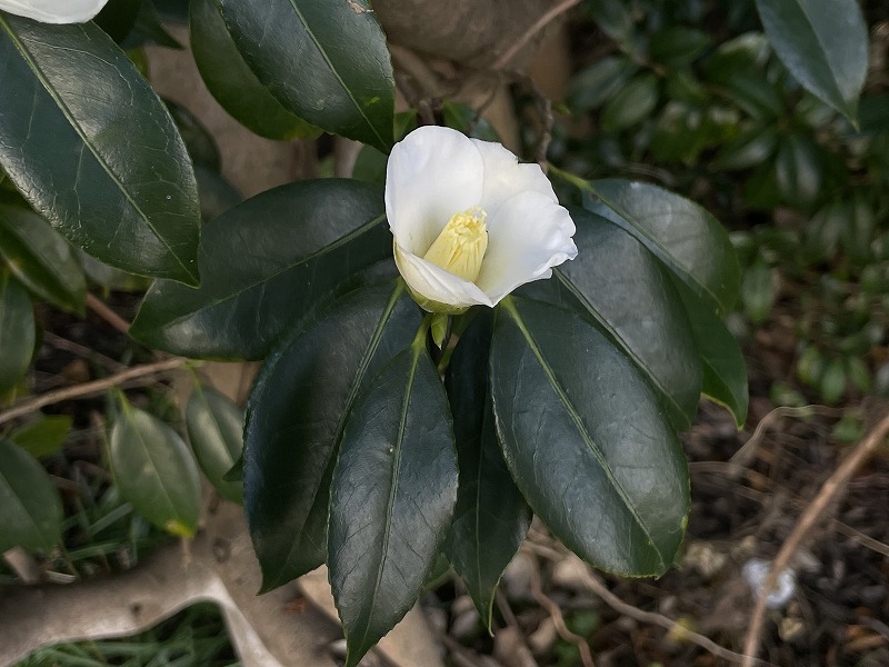 椿【白侘助・しろわびすけ】たくさんの花が咲いています♪ | 椿心 佐藤椿園 小さな苗木から古木にいたるまで様々な品種を取り扱っております。