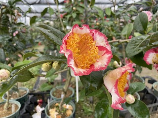 椿【王冠・おうかん】は肥後椿（ひごつばき）らしい威風堂々とした花と 