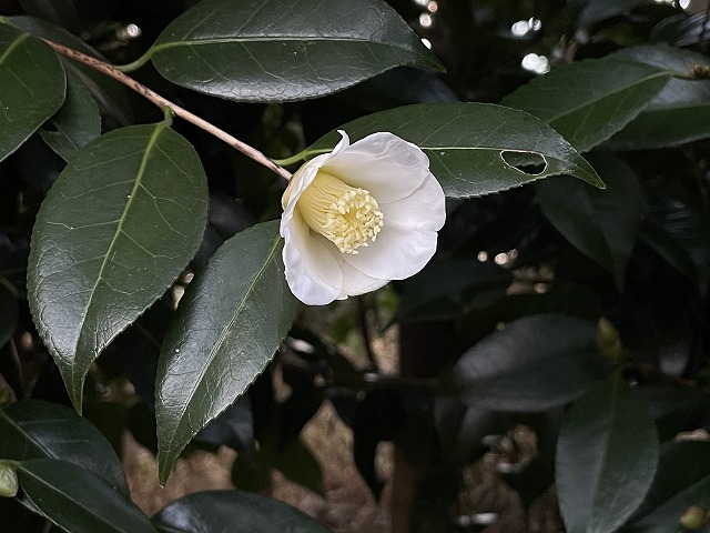 椿【白侘助・しろわびすけ】たくさんの花が咲いています♪ | 椿心 佐藤椿園 小さな苗木から古木にいたるまで様々な品種を取り扱っております。
