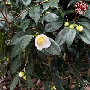 椿【白侘助・しろわびすけ】白くて小さい小輪花♪ | 椿心 佐藤椿園 小さな苗木から古木にいたるまで様々な品種を取り扱っております。